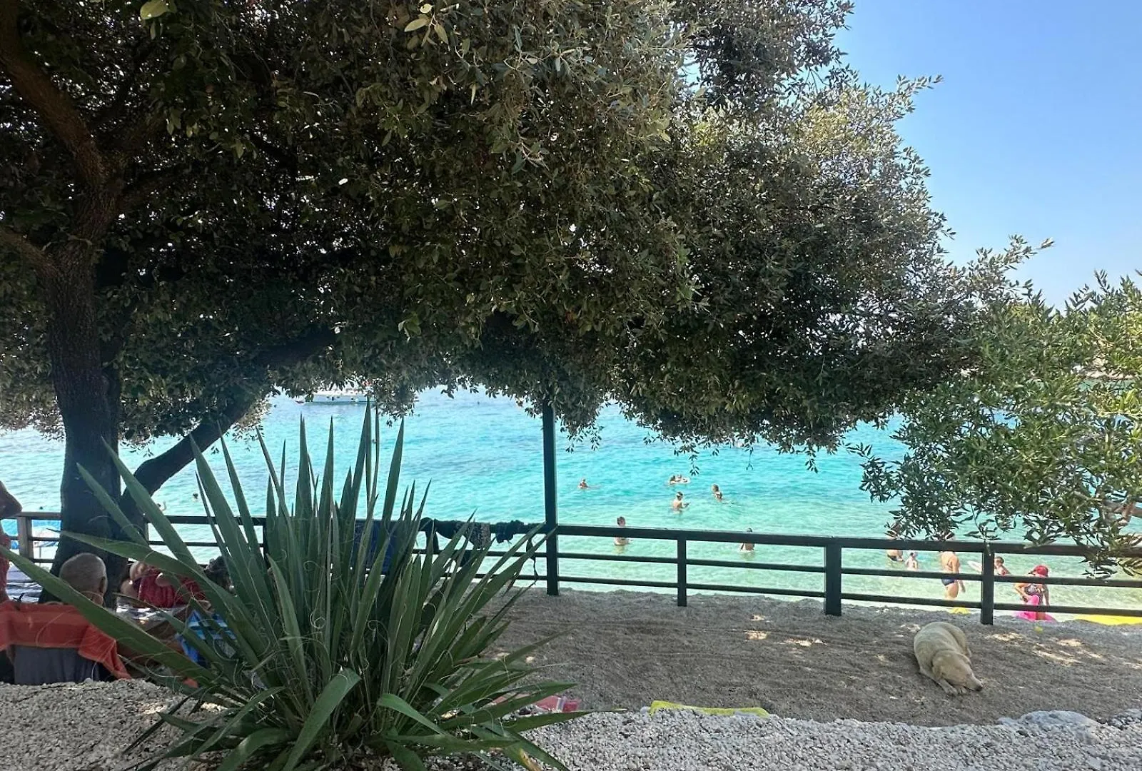 Medusalina-Levante تروغير كرواتيا